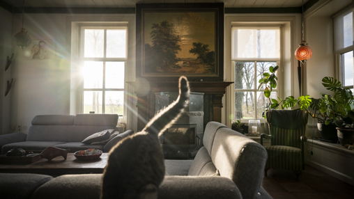 Interieur met poes, haardstuk en planten.