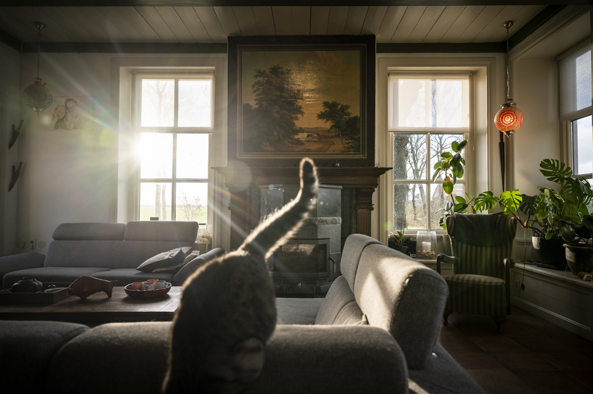 Interieur met poes, haardstuk en planten.