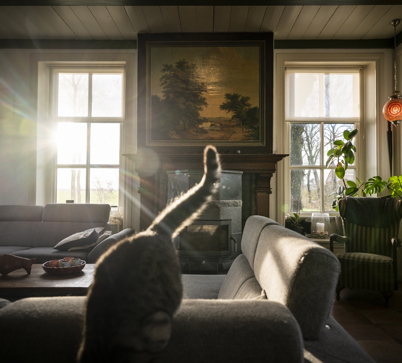 De zon schijnt door de roederamen in de woonkamer, op de voorgrond een poes met z'n staart omhoog.