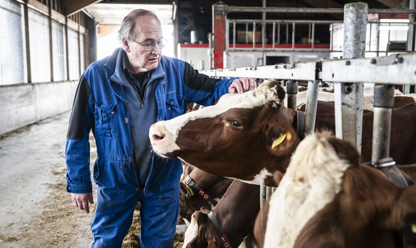 Wigboldus tussen de koeien