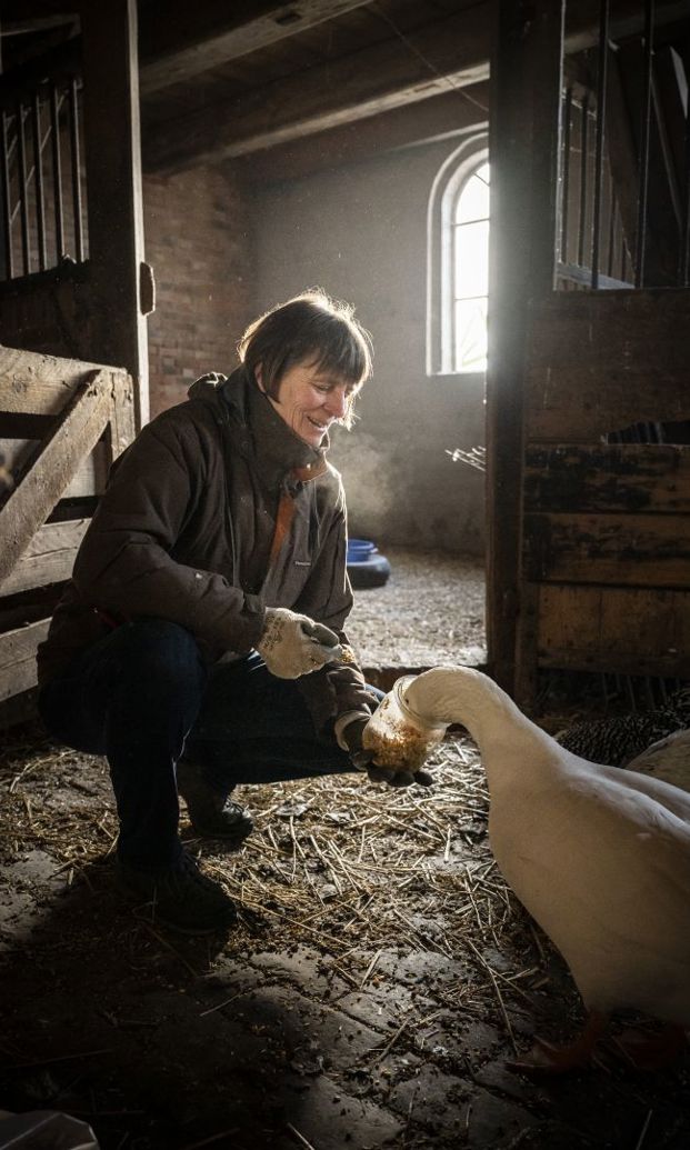 Mevrouw Aué-Hopma Zijlema voert een van de ganzen.