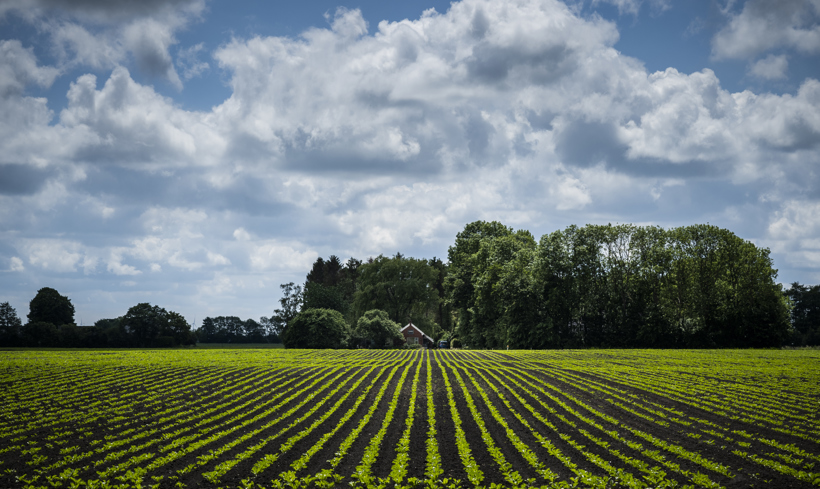 groen akkerland met bomen en blauwe lucht met wolken op de achtergrond