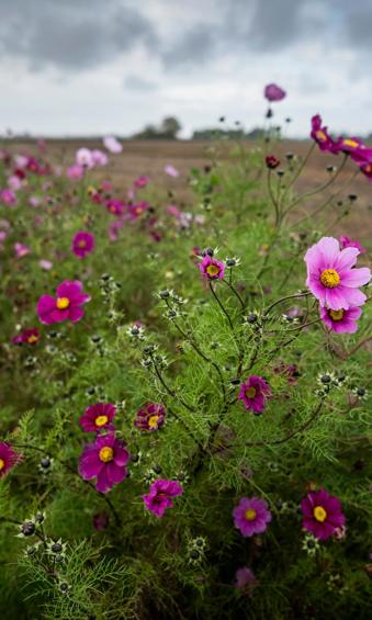 Een groen veld vol roze zomerbloeiers