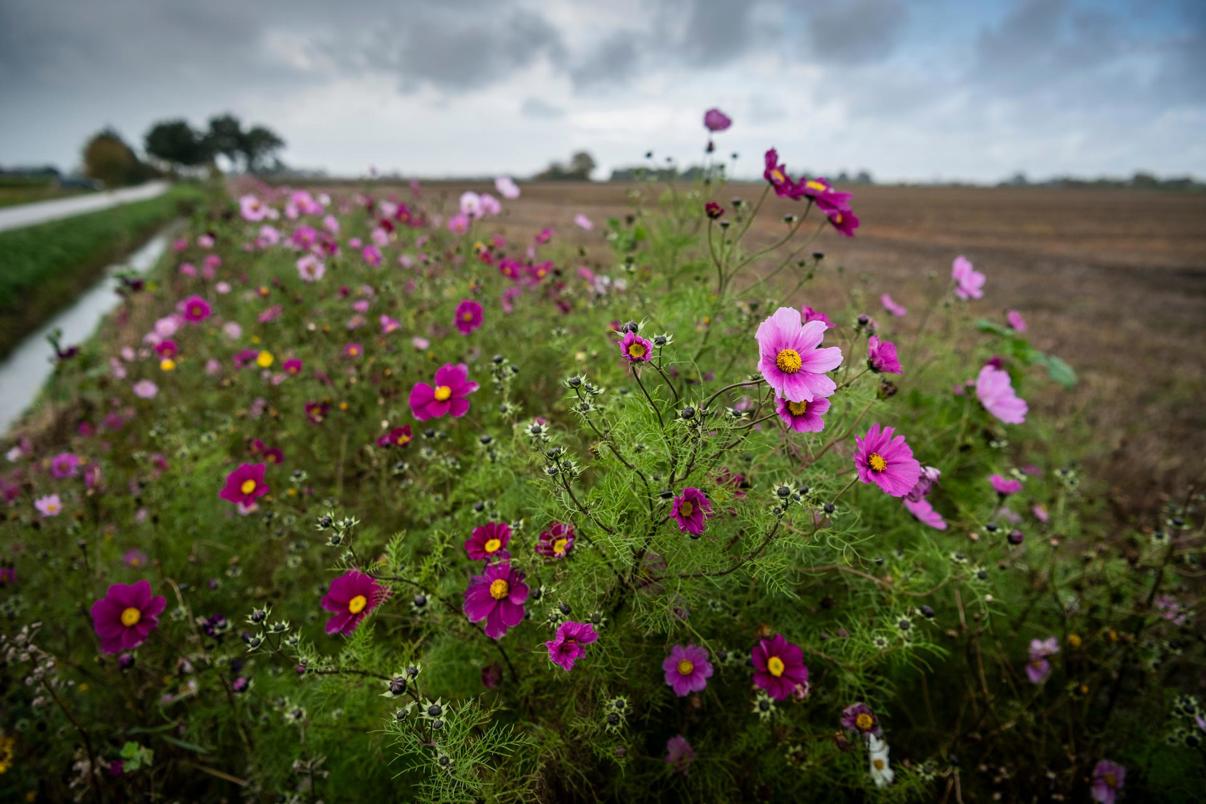 Een groen veld vol roze zomerbloeiers