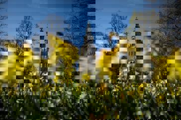 Bloeiende narcissen op het Martinikerkhof bij de Martinitoren.