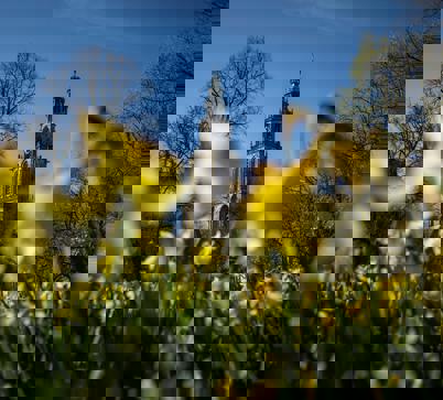 Bloeiende narcissen op het Martinikerkhof bij de Martinitoren.
