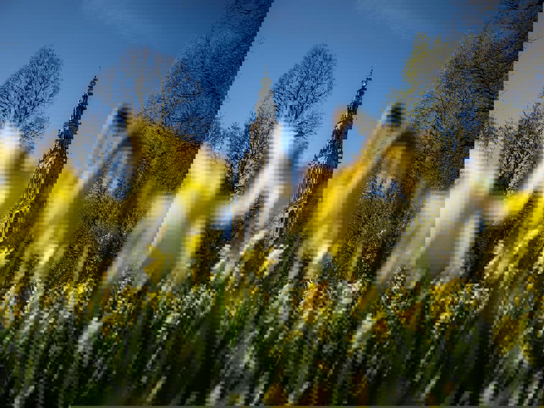 Bloeiende narcissen op het Martinikerkhof bij de Martinitoren.