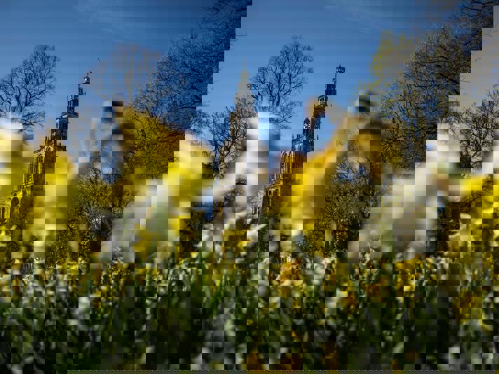 Bloeiende narcissen op het Martinikerkhof bij de Martinitoren.