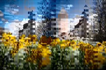 Bloeiende narcissen voor de kerk in het Groningse Mensingeweer.