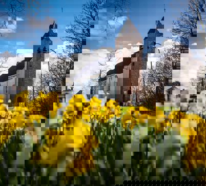 Bloeiende narcissen voor de kerk in het Groningse Mensingeweer.