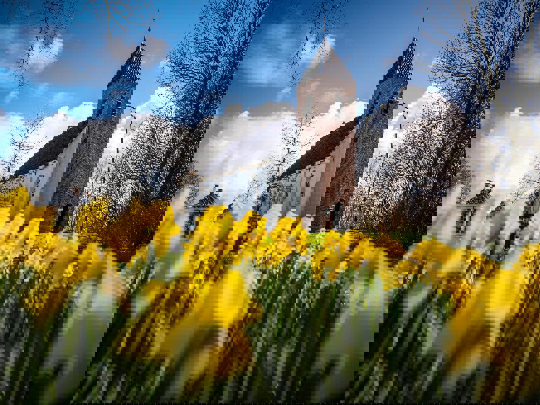 Bloeiende narcissen voor de kerk in het Groningse Mensingeweer.