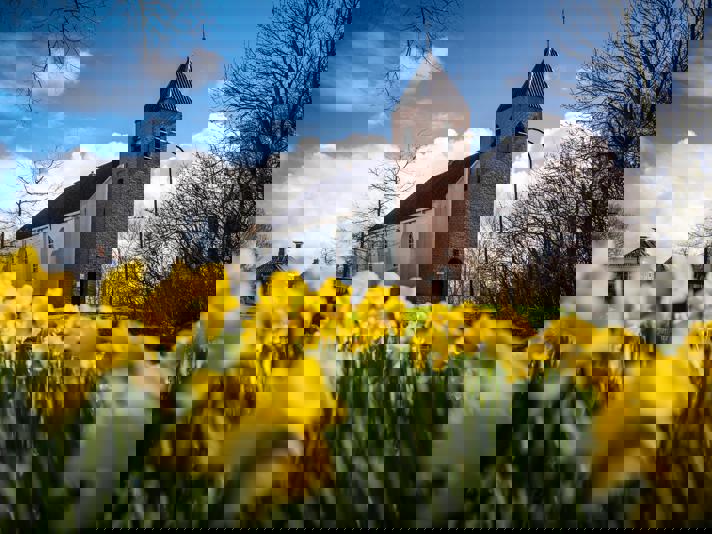 Bloeiende narcissen voor de kerk in het Groningse Mensingeweer.