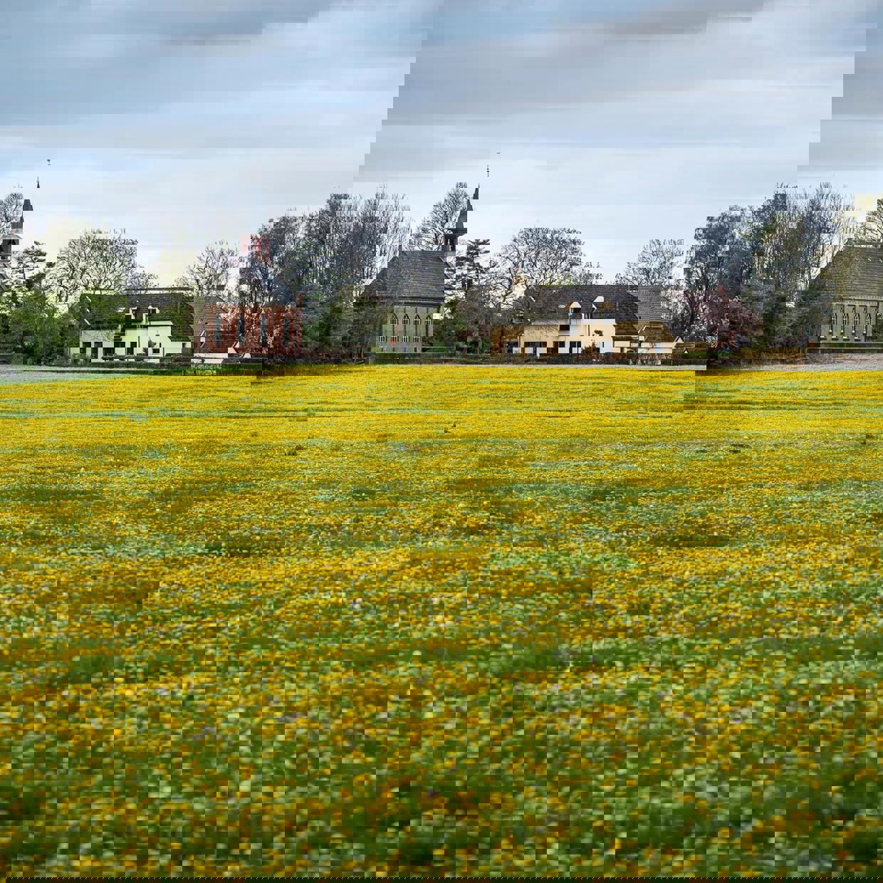 Een bloeiend paardenbloemenveld met aan de horizon een kerk en boerderij.