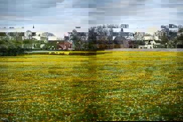 Een bloeiend paardenbloemenveld met aan de horizon een kerk en boerderij.