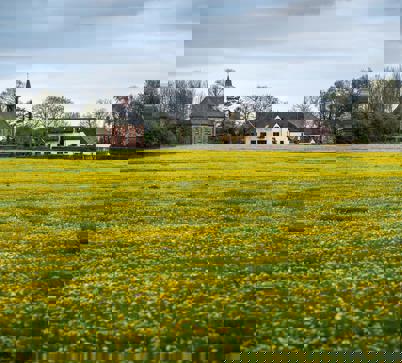 Een bloeiend paardenbloemenveld met aan de horizon een kerk en boerderij.