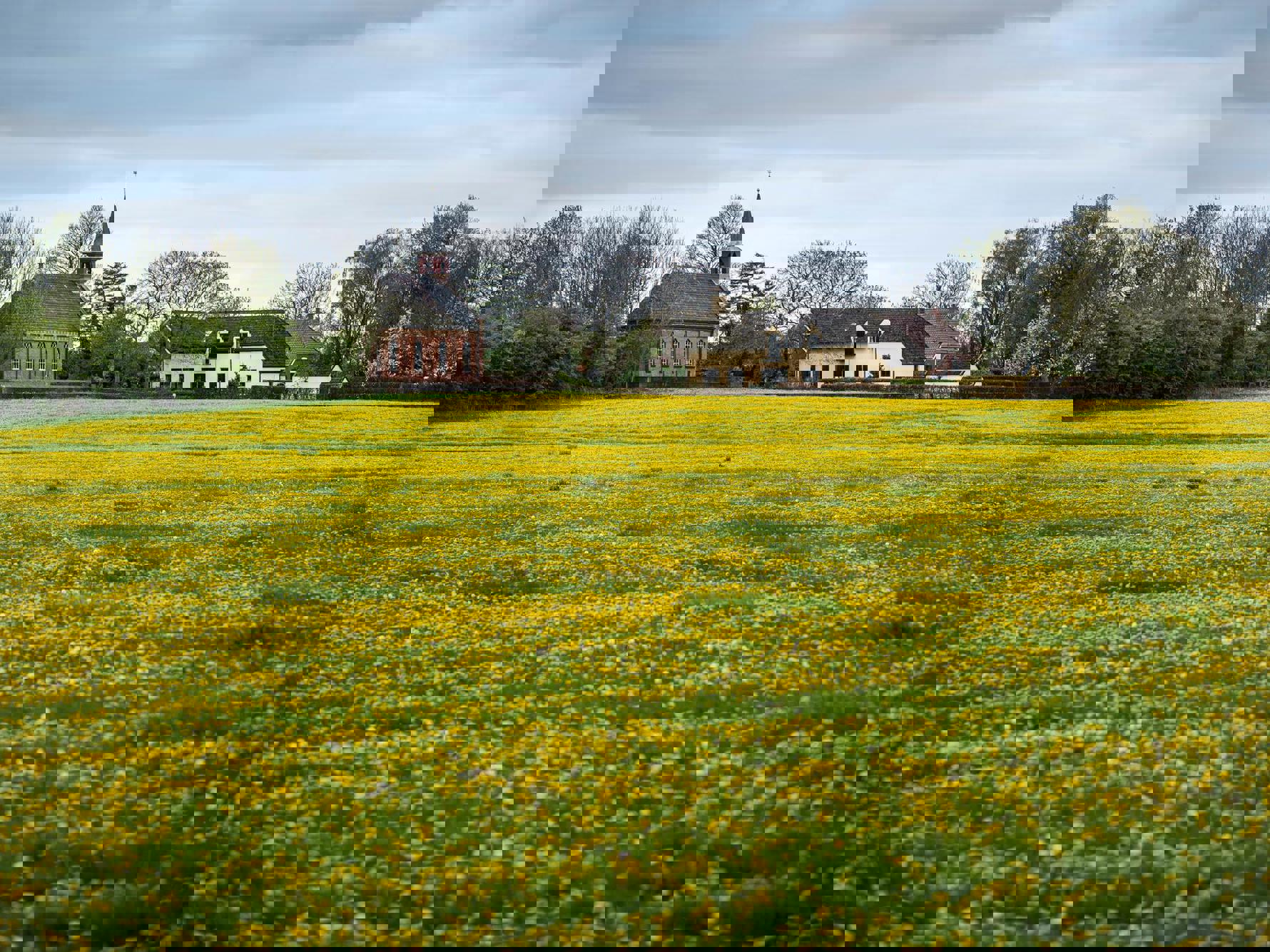 Een bloeiend paardenbloemenveld met aan de horizon een kerk en boerderij.