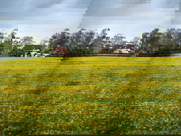 Een bloeiend paardenbloemenveld met aan de horizon een kerk en boerderij.