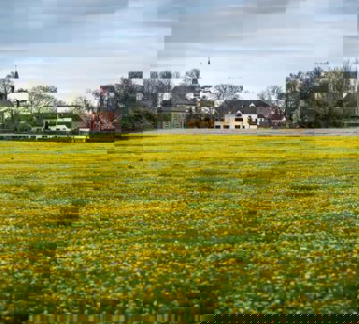Een bloeiend paardenbloemenveld met aan de horizon een kerk en boerderij.