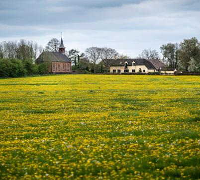 Een bloeiend paardenbloemenveld met aan de horizon een kerk en boerderij.