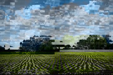 Aan de horizon staat een boerderij aan de rand van een groot, groen akker.