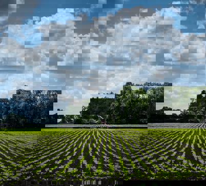 Aan de horizon staat een boerderij aan de rand van een groot, groen akker.