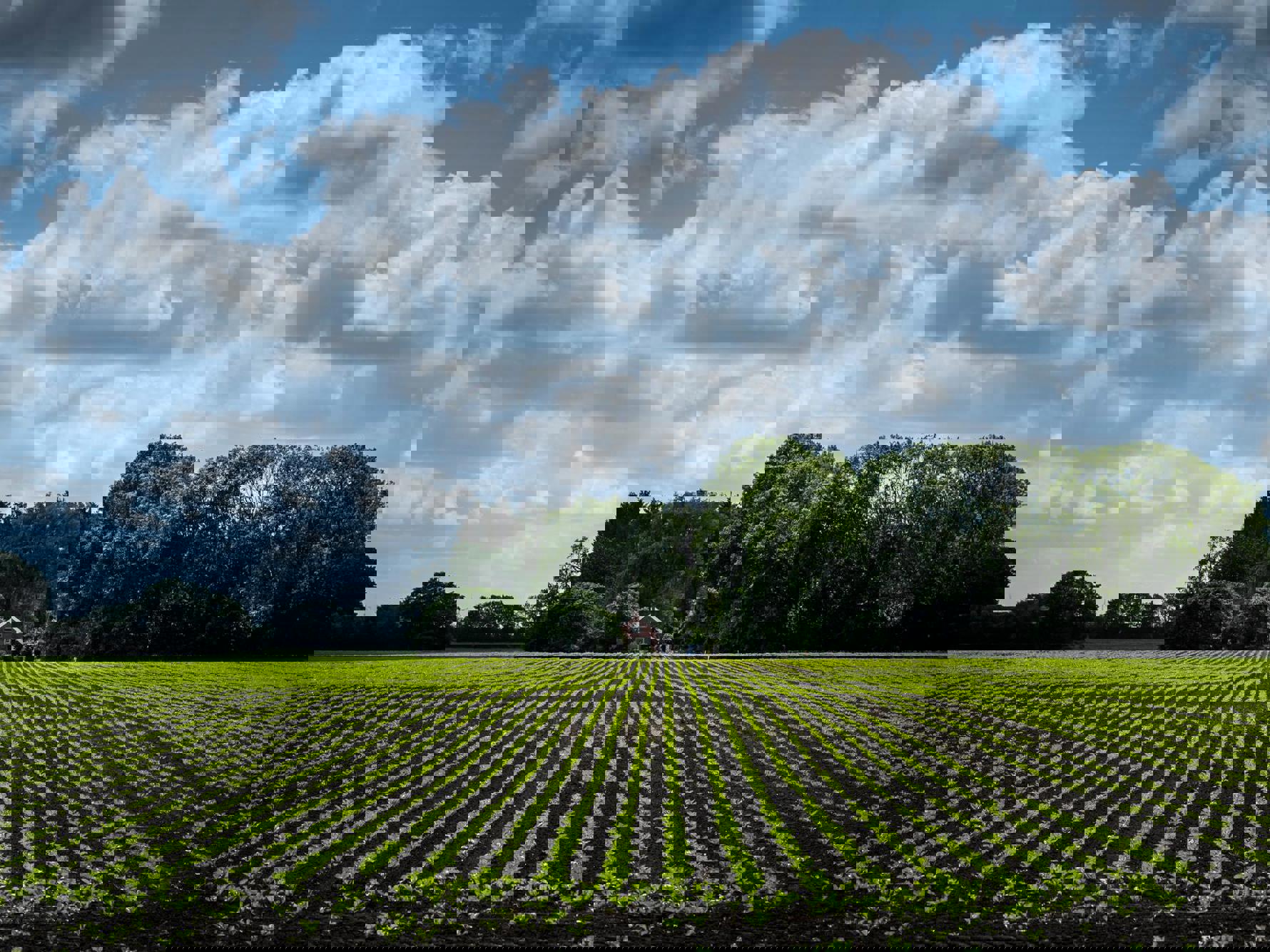 Aan de horizon staat een boerderij aan de rand van een groot, groen akker.