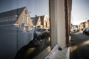 Zwarte kat achter het raam van een woning.