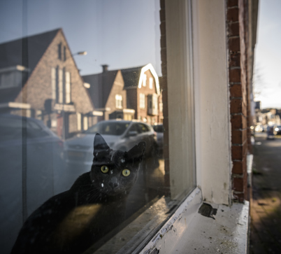 Zwarte kat achter het raam van een woning.