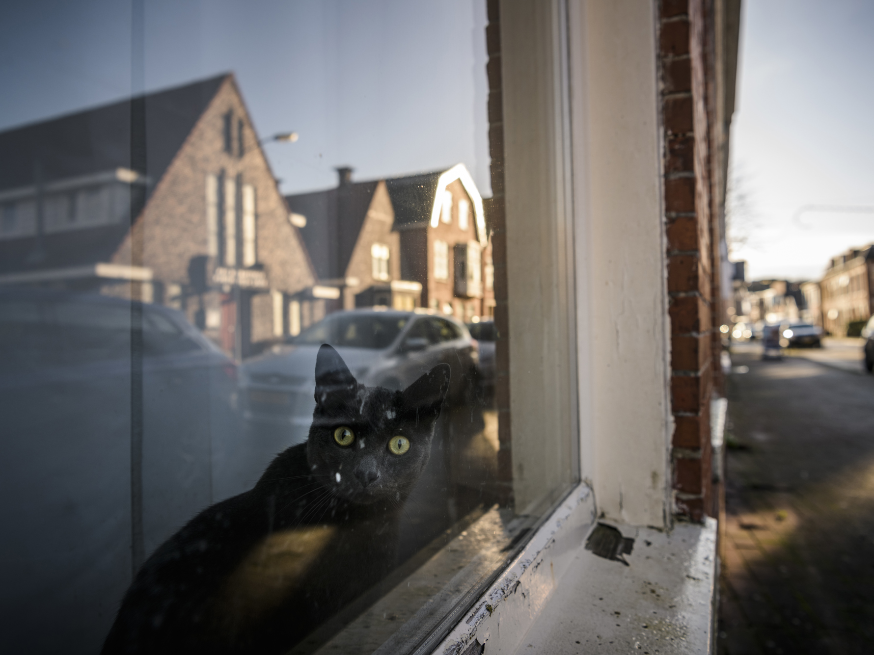Zwarte kat achter het raam van een woning.