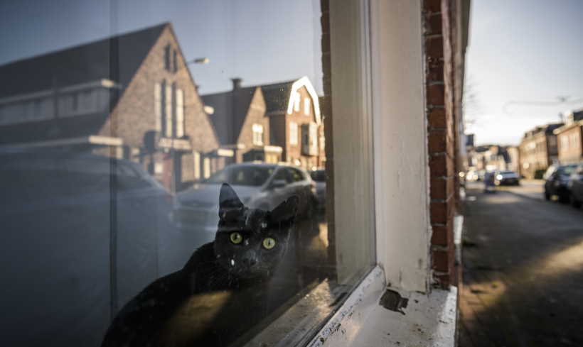 Zwarte kat achter het raam van een woning.