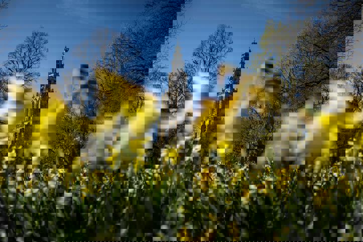 Bloeiende narcissen op het Martinikerkhof bij de Martinitoren.