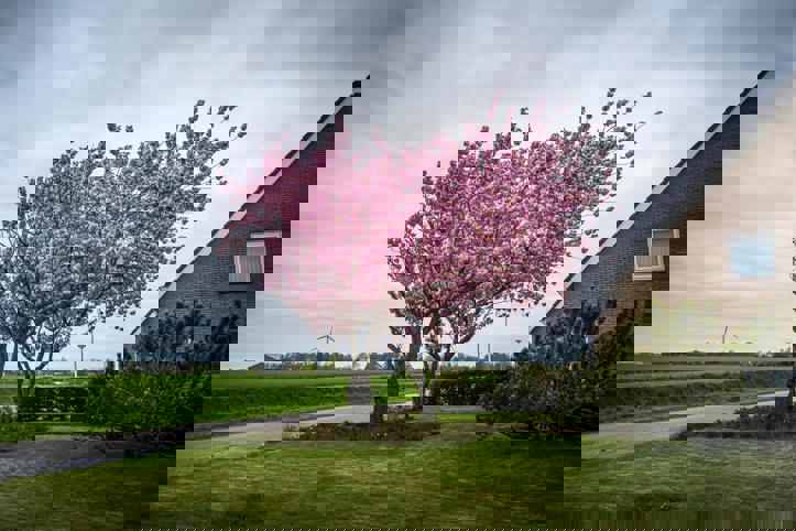 Bloeiende bloesemboom in de voortuin van een woning langs de weg in de provincie Groningen.