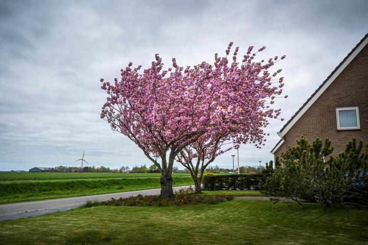 Bloeiende bloesemboom in de voortuin van een woning langs de weg in de provincie Groningen.